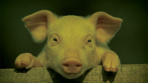 A pig