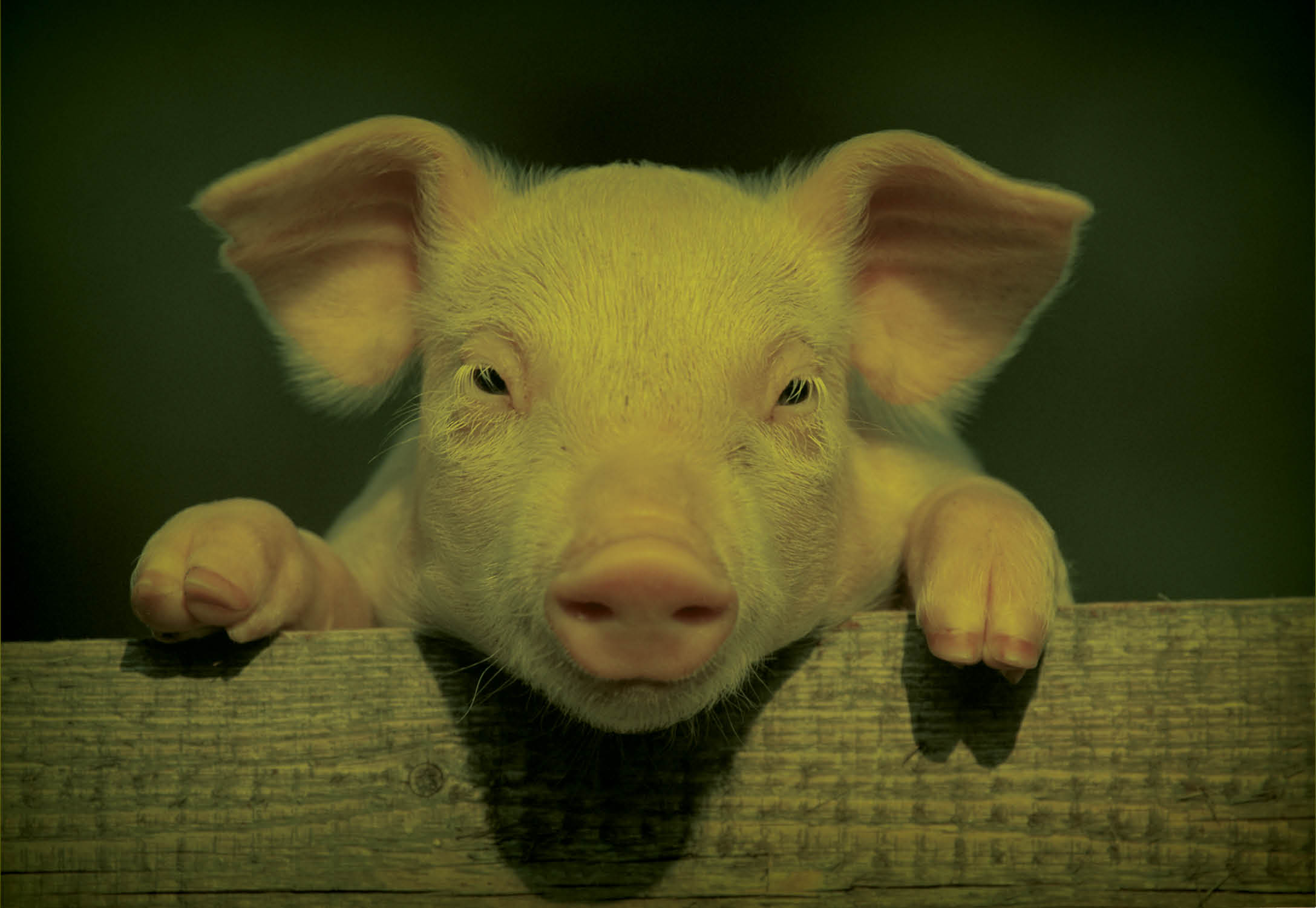 A pig