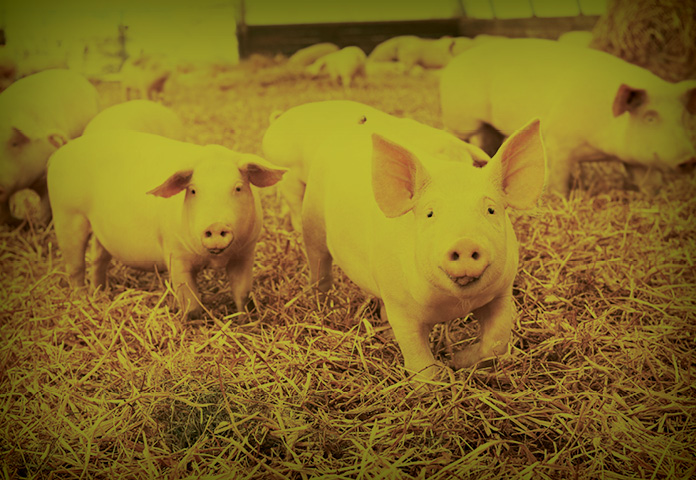 pork industry insurance