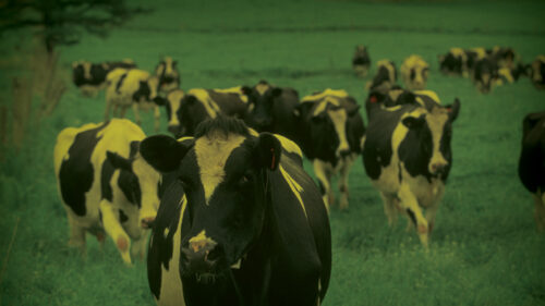 livestock life insurance