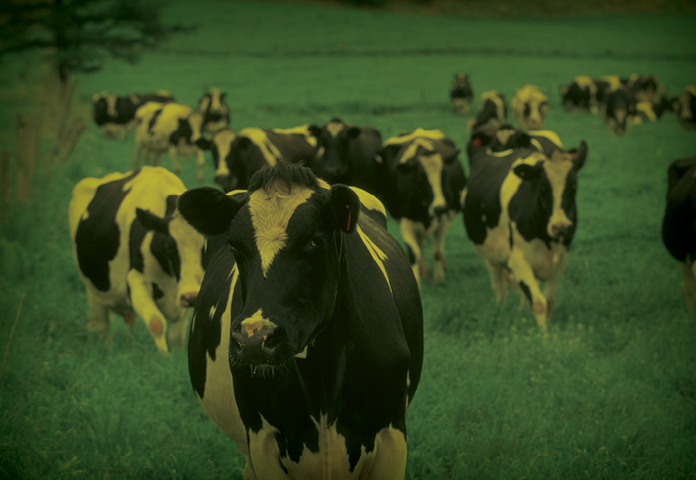livestock life insurance
