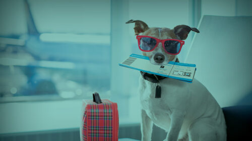 travel insurance