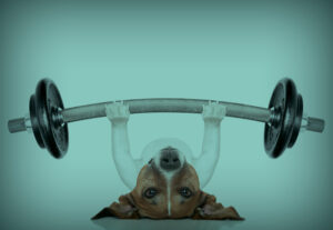 physical activity portfolio