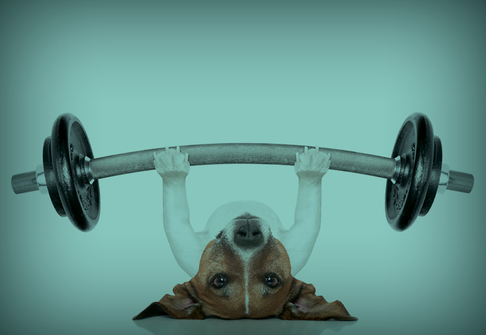 physical activity portfolio