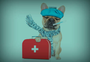dog ready to help with healthcare