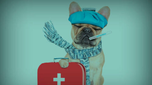 dog ready to help with healthcare