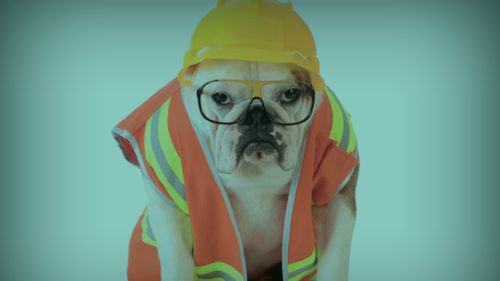 A dog pretending to be a construction worker