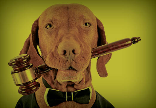 Dog dressed as a judge