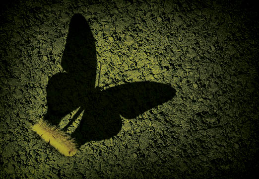A butterfly being born
