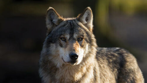 A wolf standing looking at you