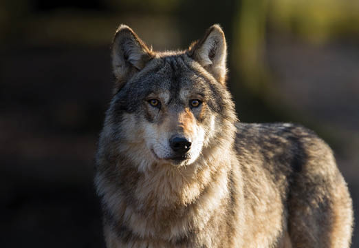 A wolf standing looking at you