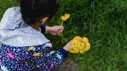 A child in a raincoat picking dandelions